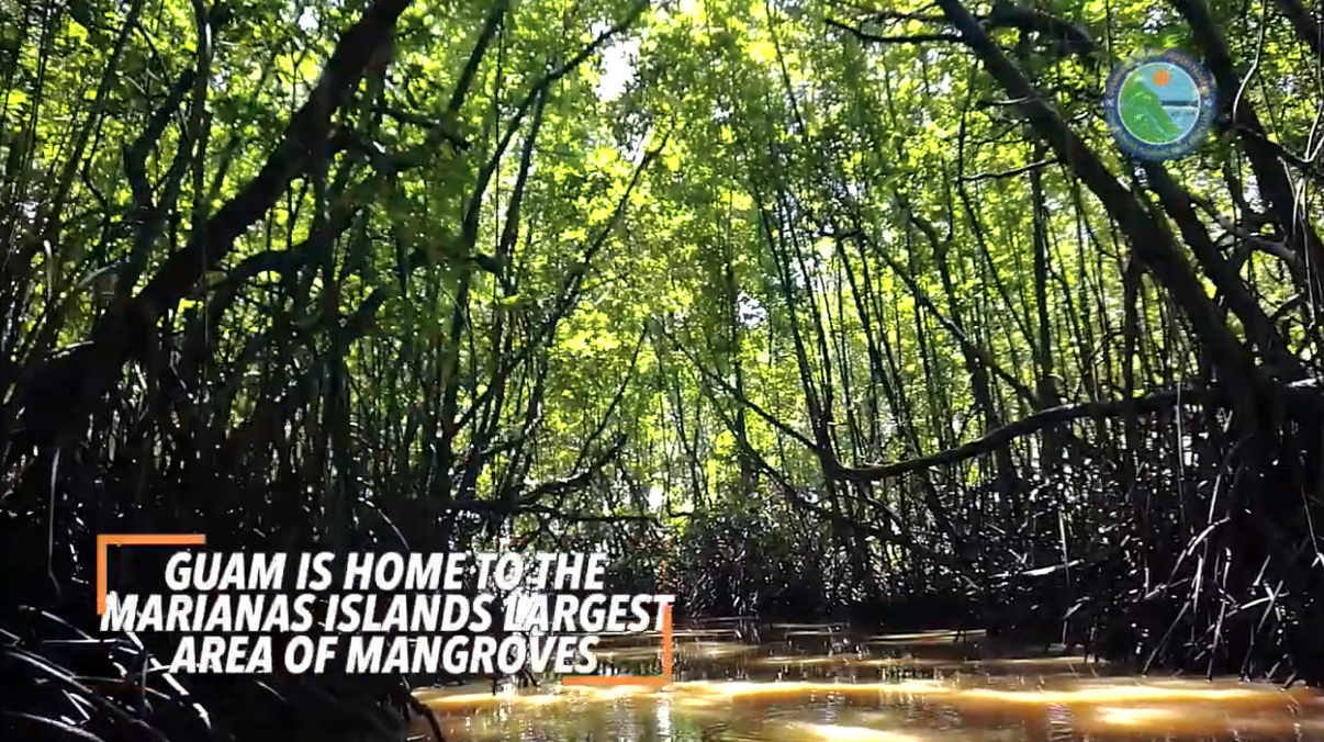 Protect Guam's Mangroves